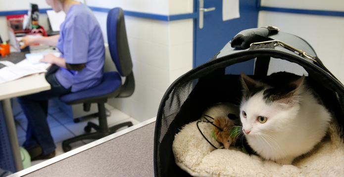 Veterinarians surgery card