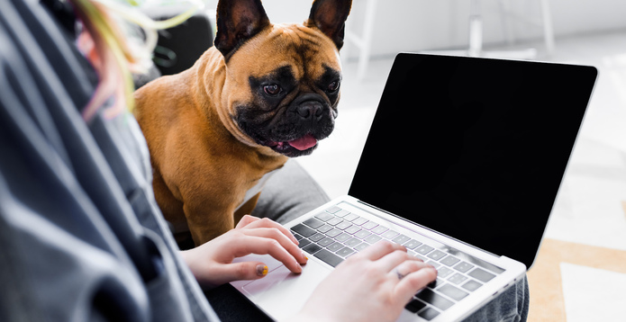 Home working with laptop and dog card