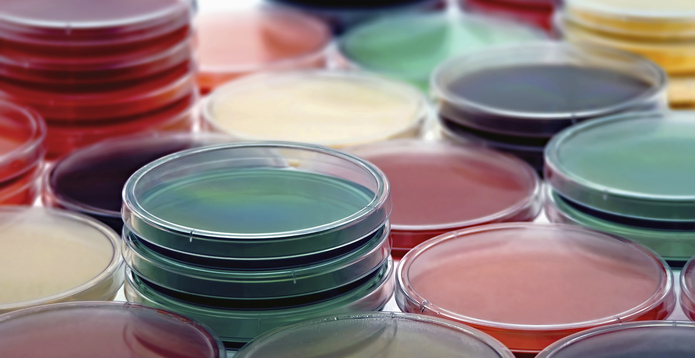 Petri Plates Collection