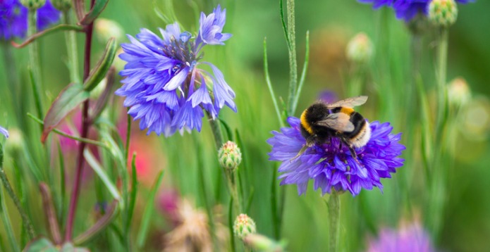 close-up-of-bumble-bee-pollinating-wildflowers-in-the-meadow card