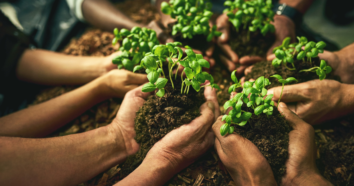 people holding plants in soil seo